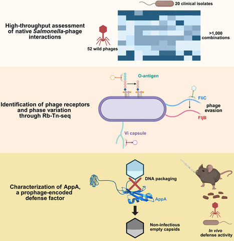 Native pathogen-phage networks reveal multilayered defense and gut-active anti-phage immunity | chm | RMH | Scoop.it