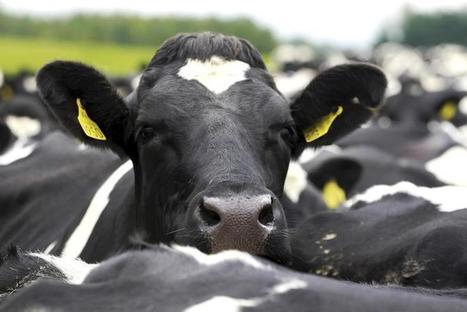 Résultat en hausse pour Dairy Farmers of America | Lait de Normandie... et d'ailleurs | Scoop.it