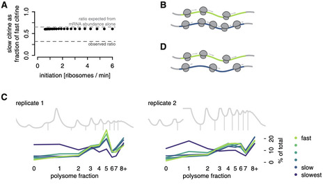 Translation elongation as a rate-limiting step of protein production | csys | RMH | Scoop.it