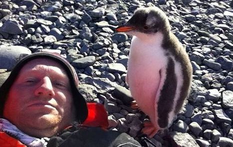 Pingviini tapaa ihmisen elämänsä ensimmäisen kerran ja ihmettelee tätä kovasti | 1Uutiset - Lukemisen tähden | Scoop.it