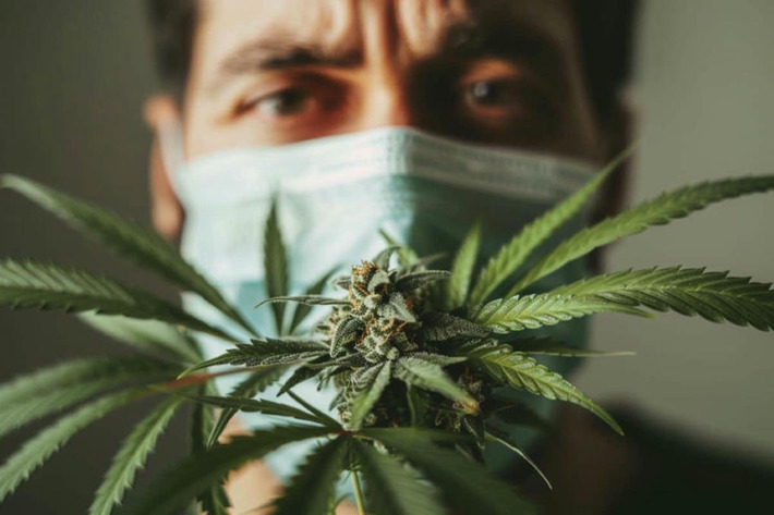 Cannabis Use Linked to Severe COVID-19 | Covid Report | Scoop.it