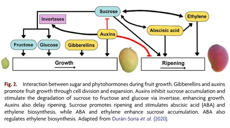 The roles of non-structural carbohydrates in fruiting: a review focusing on mango (Mangifera indica) | Plant hormones (Literature sources on phytohormones and plant signalling) | Scoop.it