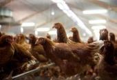 Bien-être animal - Ministère de l'agriculture, de l'agroalimentaire et de la forêt | SCIENCES DE L' ANIMAL | Scoop.it
