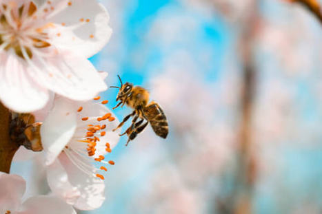 Conoce 5 datos sorprendentes de las abejas • Culturizando | Bichos en Clase | Scoop.it
