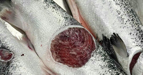 Consommation. Peut-on manger du saumon norvégien, en proie à une mortalité record ? | Biodiversité - @ZEHUB on Twitter | Scoop.it