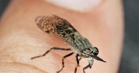 ‘Dracula’ horseflies terrorise sunbathers during UK heatwave | Daily Express | Operation Deimos | Scoop.it