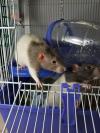 Rat and ant rescues 'don't show empathy' | Science News | Scoop.it