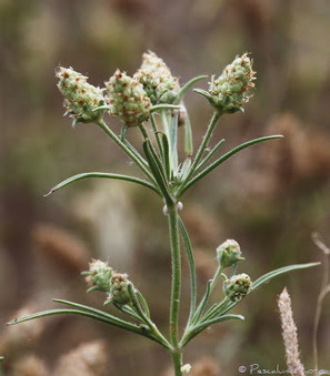 Flore de Camargue: Plantago scabra, Plantain des sables | Camargue Nature | Scoop.it
