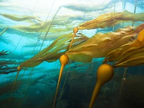 Biomimicry Pictures: Nature Yields New Ideas for Renewable Energy and Efficiency | Biomimicry 3.8 | Scoop.it