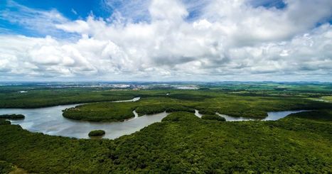 Forêt amazonienne : peut-on vraiment parler du "poumon de la planète" ? | EntomoScience | Scoop.it