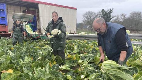 Combien &ecirc;tes-vous pr&ecirc;ts &agrave; payer votre chou-fleur&nbsp;? - Ouest France [Abonn&eacute;s] | Agriculture en Pays de la Loire | Scoop.it