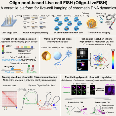 High-resolution dynamic imaging of chromatin DNA communication using Oligo-LiveFISH | CEL | RMH | Scoop.it