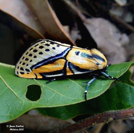 Papillon de nuit très coloré du Mexique | Variétés entomologiques | Scoop.it