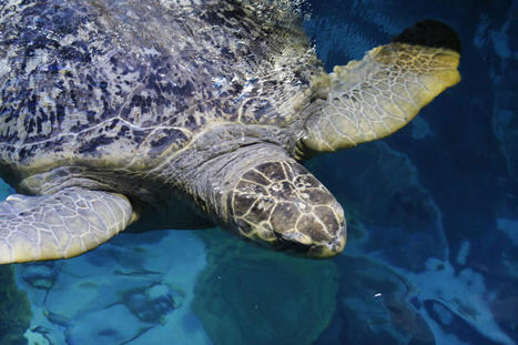 Myrtle the nonagenarian turtle passes physical, aquarium says | by Patrick Whittle and Rodrique Ngowi, Associated Press | WBUR News | WBUR.org | Schools + Libraries + Museums + STEAM + Digital Media Literacy + Cyber Arts + Connected to Fiber Networks | Scoop.it