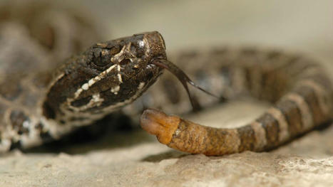 Endangered Ontario: The massasauga rattlesnake and the serpent specialists striving to save them | Strange Ontario | Scoop.it