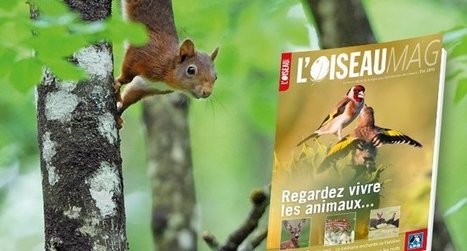 L'Oiseau Magazine n&deg;119 - LPO | Biodiversit&eacute; | Scoop.it