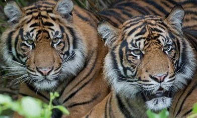 Indonesia: The Rape and Pillage of   Sumatran tigers' last stronghold | BIODIVERSITY IS LIFE  – | Scoop.it