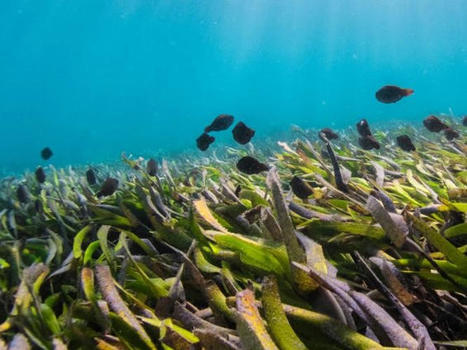 Journée mondiale des herbiers marins 1er mars 2024 - Nations Unies | Biodiversité | Scoop.it