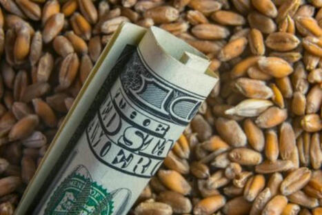 MOROCCO cuts milling wheat import subsidy | MED-Amin network | Scoop.it
