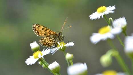 Fonds NATURE : entreprises, financez des projets de biodiversité | Paysage - Environnement | Scoop.it