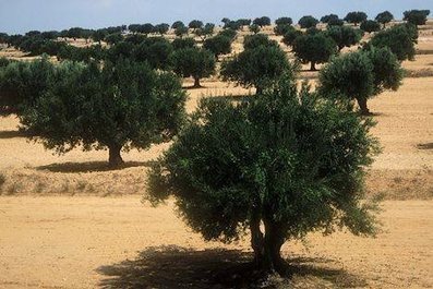 Tunisie : Création d’une administration chargée des changements climatiques | Changement climatique & Biodiversité | Scoop.it