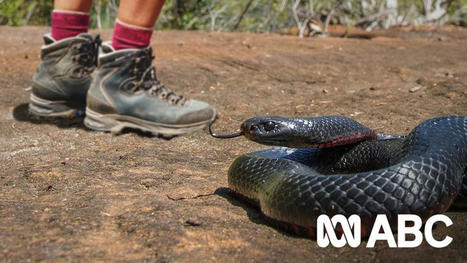 Ways to avoid a snake bite when you're bushwalking | Physical and Mental Health - Exercise, Fitness and Activity | Scoop.it