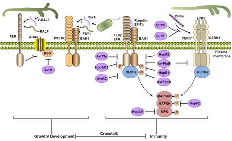 Receptor kinases in plant pathogen interactions: more than pattern recognition | The Plant Cell | Scoop.it