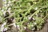 Sept plantes pour renforcer son immunité | Santé par les plantes | Scoop.it