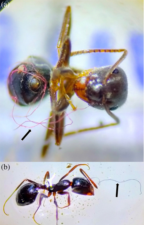 Plastiques et insectes : Des signalements de fourmis enchevêtrées dans des fibres synthétiques | EntomoNews | Scoop.it