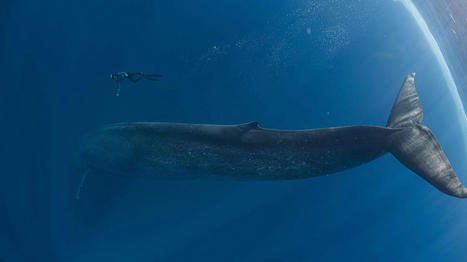 Pollution marine : les baleines bleues absorberaient jusqu’à 10 millions de morceaux de micro-plastiques chaque jour, selon une étude américaine | Biodiversité | Scoop.it