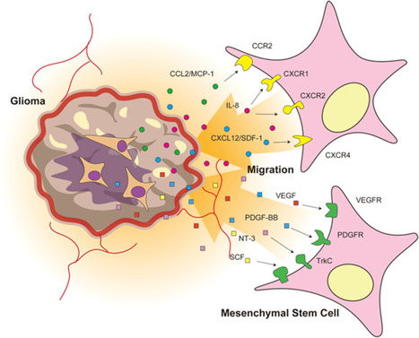 Mesenchymal stem cells as therapeutic vehicles for glioma&nbsp; | Local delivery for Gene Directed Enzyme Prodrug Therapy | Scoop.it