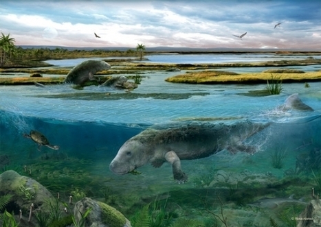 Un mammifère aquatique qui vivait dans le Sobrarbe il y a quarante millions d'années  | Vallées d'Aure & Louron - Pyrénées | Scoop.it