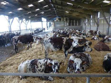 Cheptel : 18,168 millions de bovins en France | Actualité Bétail | Scoop.it