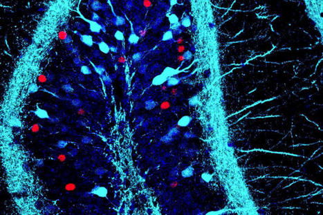Unlocking the power of our emotional memory | Metaglossia: The Translation World | Scoop.it