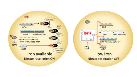 A non-coding RNA in Staphylococcus aureus spares iron and contributes to virulence | I2BC Paris-Saclay | Scoop.it