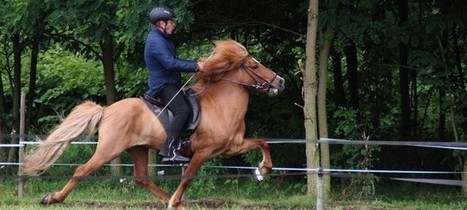 Les premiers championnats de France d’équitation Islandaise | Equum.fr | Cheval et sport | Scoop.it