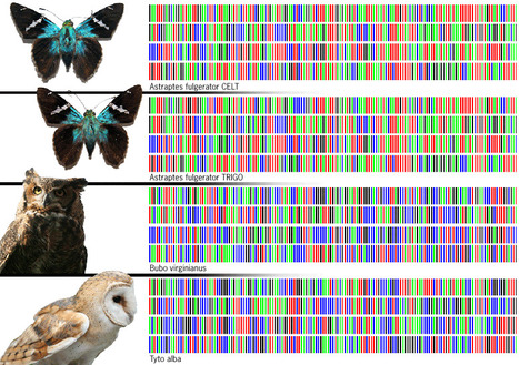DNA barcoding of life - get all species on earth indexed | Amazing Science | Scoop.it