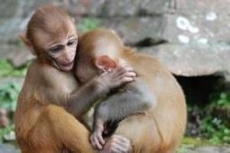 Whiff of 'love hormone' helps monkeys show a little kindness | Science News | Scoop.it