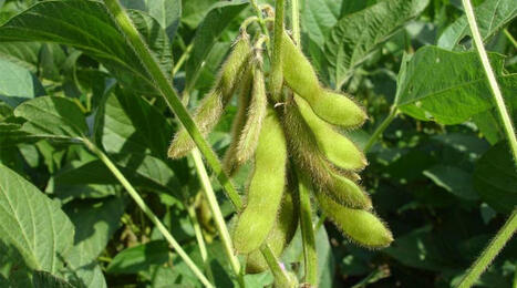 BRAZIL: How low-carbon soybean farming works | AMÉRIQUES | Scoop.it