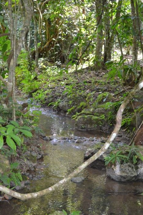 Elijio Panti National Park pictures. | Cayo Scoop!  The Ecology of Cayo Culture | Scoop.it