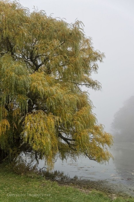 lakeside park in fog with the nikon 1 series | Mirrorless Cameras | Scoop.it