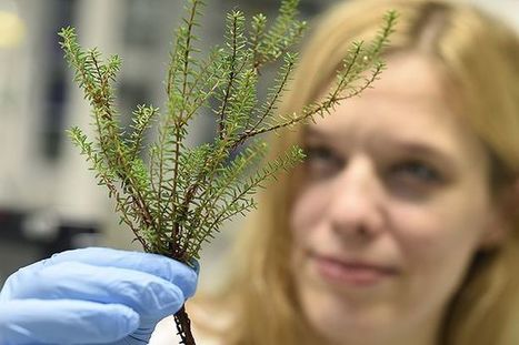Suomalaismetsästä löytyi ase pelättyihin superbakteereihin - variksenmarja tuhoaa hengenvaarallista tautia aiheuttavia bakteereja | 1Uutiset - Lukemisen tähden | Scoop.it