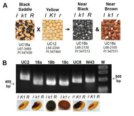 Mutations in Argonaute5 Illuminate Epistatic Interactions of the K1 and I Loci Leading to Saddle Seed Color Patterns in Glycine max ($) | The Plant Cell | Scoop.it