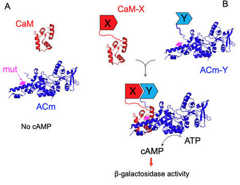 Detection of Protein&ndash;Protein Interactions in Escherichia coli With Single Molecule Sensitivity | advS | RMH | Scoop.it