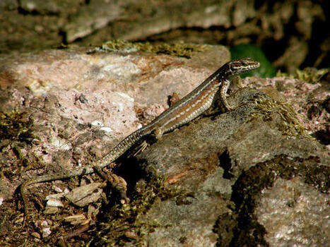 La faune des murs de pierres s&egrave;ches | Biodiversit&eacute;, &Eacute;cologie et Environnement | Scoop.it