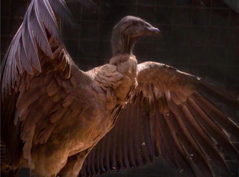 New generation of condors in Ecuador | Galapagos | Scoop.it