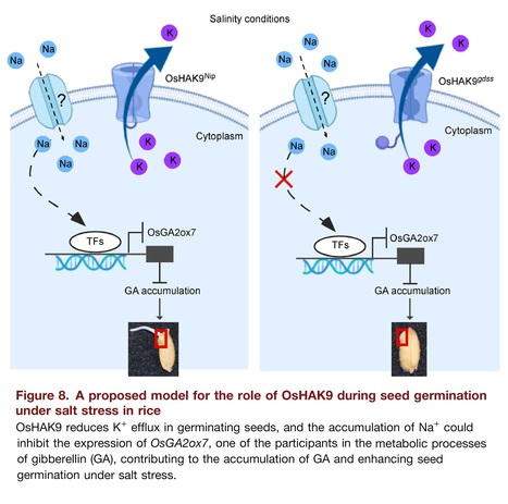 Potassium transporter OsHAK9 regulates seed germination under salt stress by preventing gibberellin degradation through mediating OsGA2ox7 in rice | Plant hormones (Literature sources on phytohormones and plant signalling) | Scoop.it