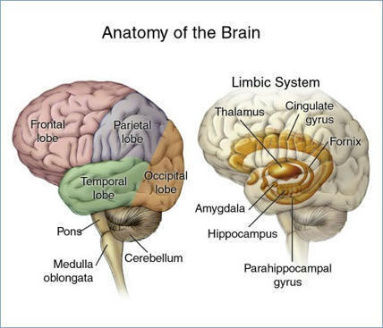 On how the human brain deals with stress, “Stayin’ Alive”, and why frogs don't have nightmares about giant children with nets | Thinking Clearly and Analytically | Scoop.it