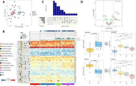 A multi-tissue study of immune gene expression profiling highlights the key role of the nasal epithelium in COVID-19 severity - PMC | Mucosal Immunity | Scoop.it
