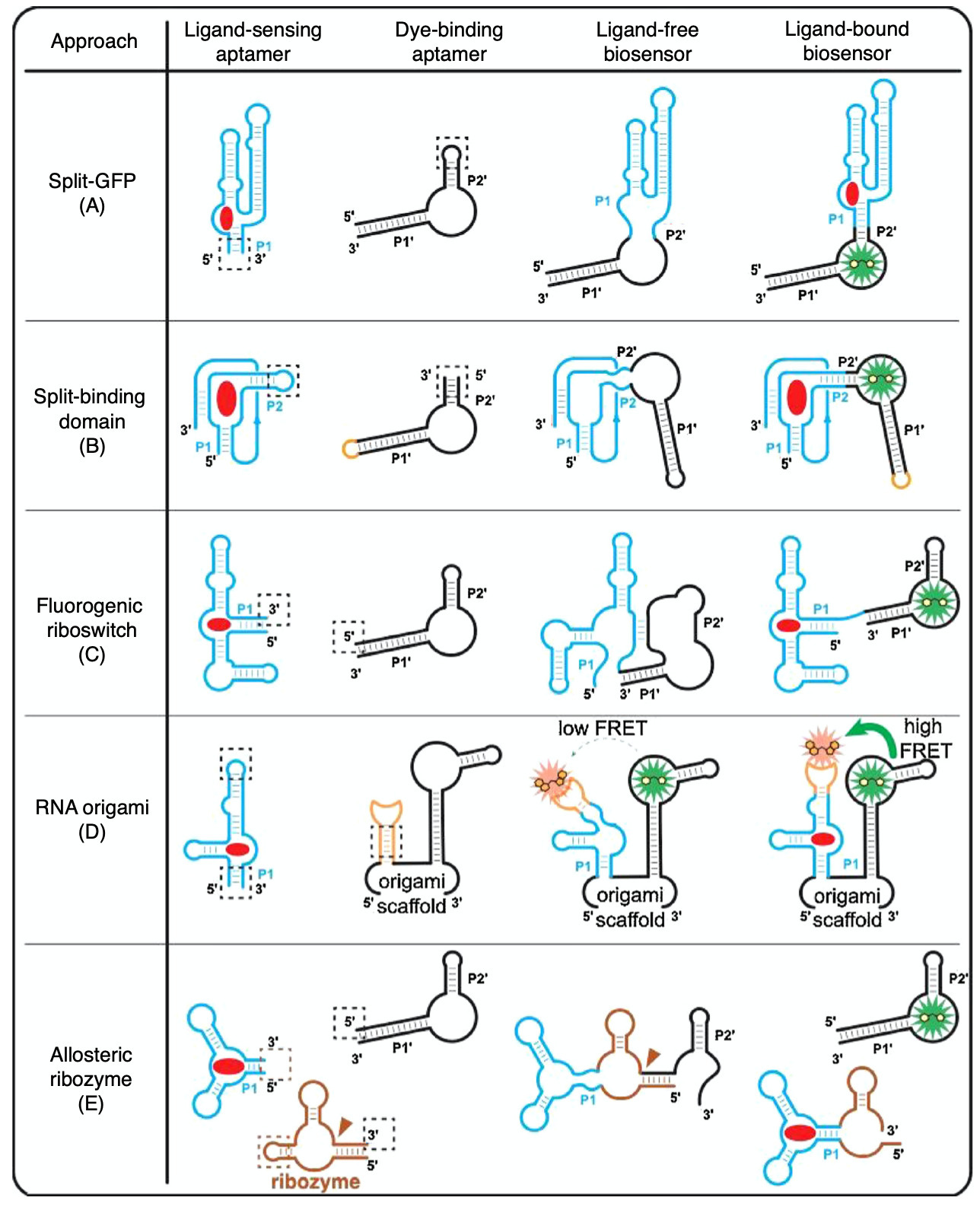 RNA-based fluorescent biosensors for live cell ...